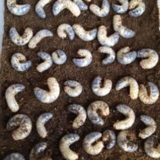 カブトムシの幼虫差し上げます！の画像