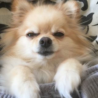 ポメ友募集です − 埼玉県