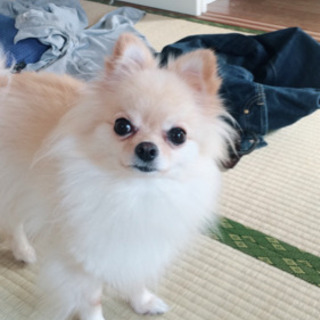 ポメ友募集です - 川口市