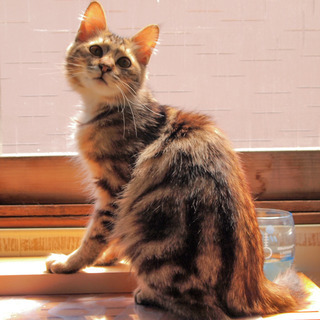 飼ってくれる人を募集！　長毛の女の子　
