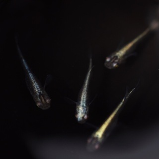メダカ　極ブラック　2ペア　代引き発送可