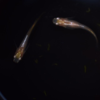 メダカ　ブドウ眼月虹（げっこう）2ペア　代引き発送可