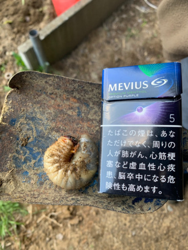 幼虫