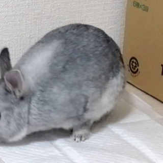 うさぎの里親さん募集中