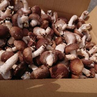はねだし椎茸や乾燥椎茸売りますの画像