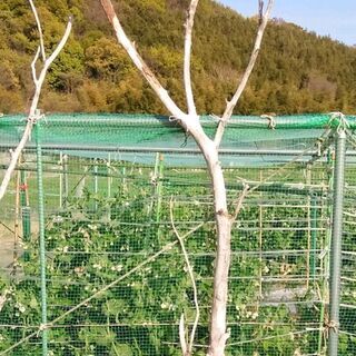 流木自然体A 売れました