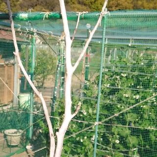 流木自然体B　売れました。