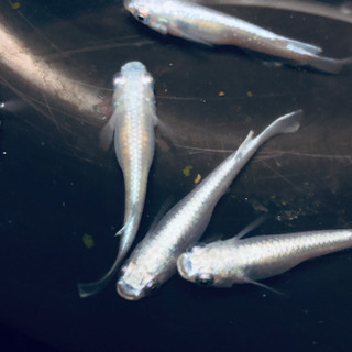 メダカ 幹之 みゆき ミユキ フルボディ 若魚 1匹￥100-