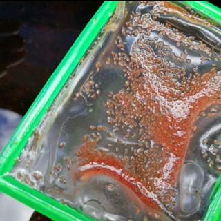 ミジンコ 1g  メダカ　金魚　餌　ミジンコ　ミジンコ　針子　稚魚