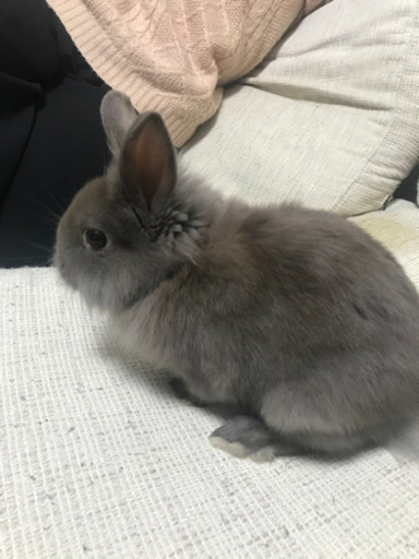 ライオンラビット×MIXうさぎのオス？うさぎ5か月 (Haruka Tor
