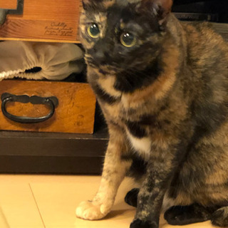 目がまん丸可愛いさび