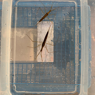 ミズカマキリ　4月18日採取地に逃しに行きます。