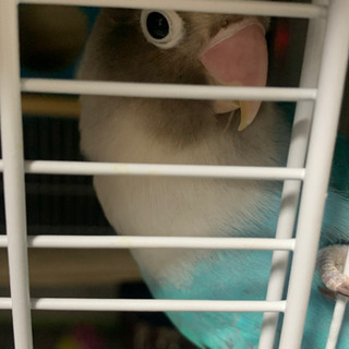 ブルーボタンインコ  里親決定しました