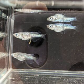 🐦緑光めだか　成魚1ペア　