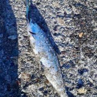 北海道釣り仲間情報