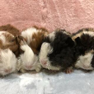 アルパカモルモット