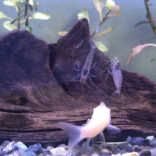 ミナミヌマエビor水草少量の画像