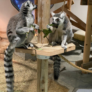 動物園&水族館が好きな人、一緒に行きましょう！ - 米原市