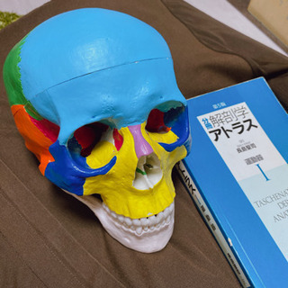 小顔にします！小顔矯正MOTEGAO