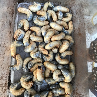カブトムシ幼虫！無料お譲りします！