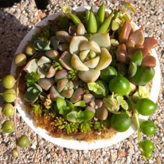 ミニミニ多肉植物よせ植え🌵