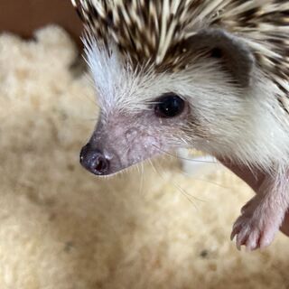 ハリネズミ♀(青年期)の里親募集
