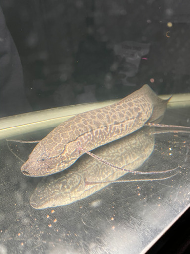 引取　肺魚　エチオピクスエチオピクス　50cm