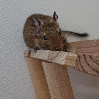 新しい家族を～