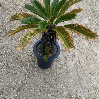 鉢植え　立派なソテツ☆ 蘇鉄