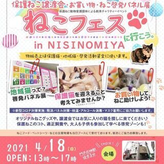 ねこフェス保護ねこ譲渡会in西宮 
