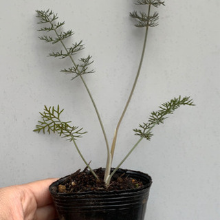 ブロンズフェンネル 植物苗 ミント ハーブ