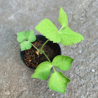 ミツバ 三つ葉 植物苗 ハーブ