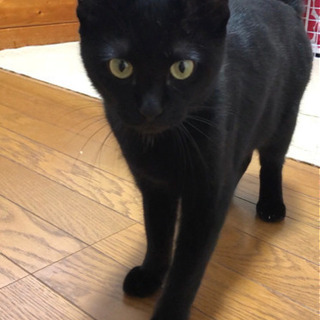 推定10ケ月黒猫メス　里親様決まりました