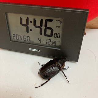 ☆受け渡し終了　クラビゲールタテヅノカブト　♀単品　後食済み(カ...