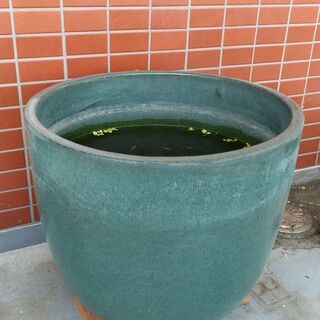睡蓮鉢　大型　※睡蓮鉢のみです