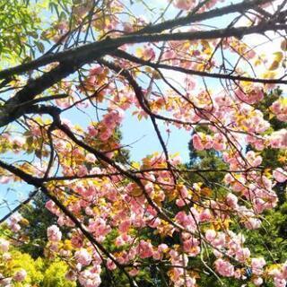 春は眠たくて、眠たくて、、、
