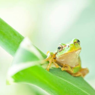 アマガエルや昆虫が獲れる場所に詳しい方教えて下さい！