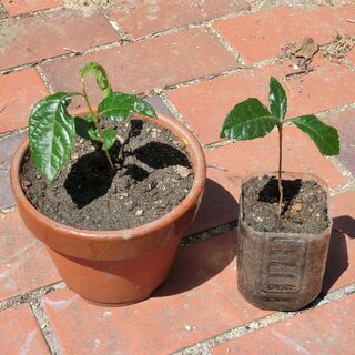 ビワの苗木【びわ】フルーツ③（野菜や芋との交換も歓迎です）