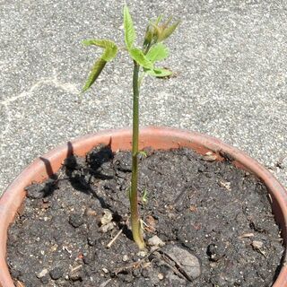 クルミの苗木【胡桃】ナッツ①（野菜や芋との交換も歓迎です）