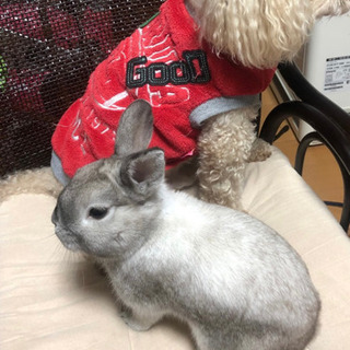 【里親さん決まりました】たくさんのお問い合わせありがとうございま...