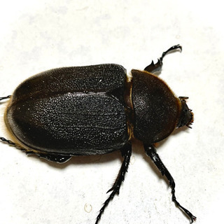 ヘラクレスオオカブトペアの画像
