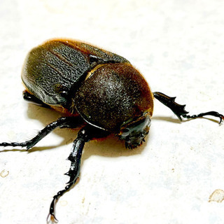ヘラクレスオオカブトペアの画像