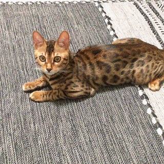 ベンガル　