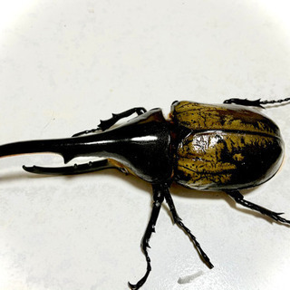 ヘラクレスオオカブトペアの画像
