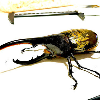 ヘラクレスオオカブトペアの画像