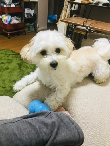 マルプー 1歳 (こしず) 武蔵小杉の犬の里親募集｜ジモティー