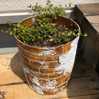 ワイヤープランツ