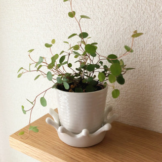 観葉植物　ワイヤープランツ　ナチュラルキッチンの2号陶器の鉢と受...