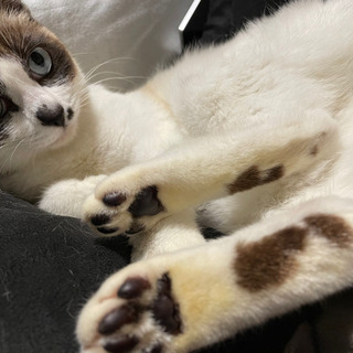 シャムミックスの珍しい柄の女の子🐼　5ヶ月ぐらい　里親様決定！ - 猫
