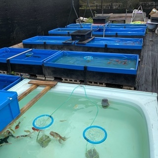 金魚　メダカ　の画像